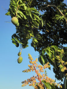Mango Baum Bluete Frucht Blatt Mangifera indica 11