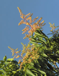 Mango Baum Bluete gelblich Mangifera indica 01