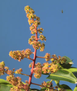Mango Baum Bluete gelblich Mangifera indica 02