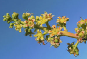 Mango Baum Bluete gelblich Mangifera indica 05
