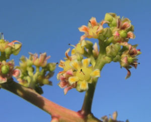 Mango Baum Bluete gelblich Mangifera indica 06