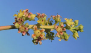 Mango Baum Bluete gelblich Mangifera indica 07