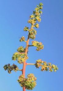 Mango Baum Bluete gelblich Mangifera indica 08