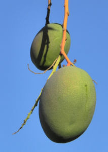 Mango Baum Frucht gruen Mangifera indica 03