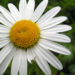 Zurück zum kompletten Bilderset Wiesen-Margerite Blüte weiß Leucanthemum vulgare