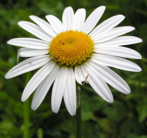 Margerite Gewoehnliche Wucherblume Bluete weiss Leucanthemum vulgare 04