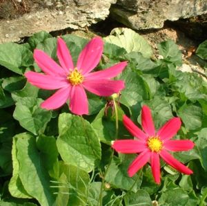 Margerite bunt Chrysanthemum 01