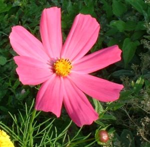 Margerite bunt Chrysanthemum 02