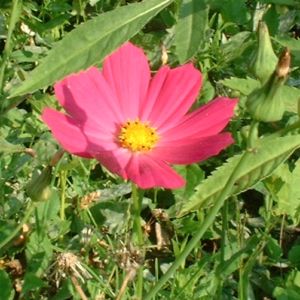 Margerite bunt Chrysanthemum 03