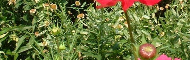Anklicken um das ganze Bild zu sehen  Margerite bunt - Chrysanthemum