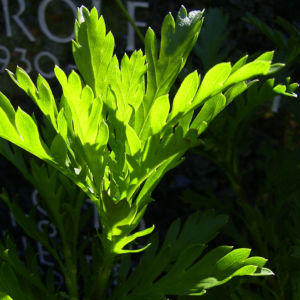 Margerite gelbe Bluete Chrysanthemum 01