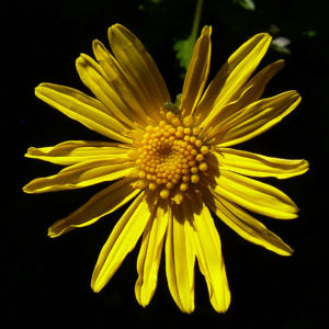 Margerite gelbe Bluete Chrysanthemum 02