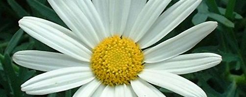 Anklicken um das ganze Bild zu sehen  Margerite - Chrysanthemum