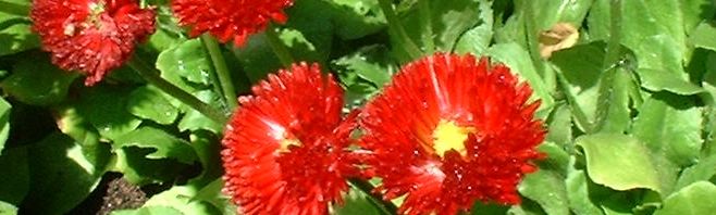 Anklicken um das ganze Bild zu sehen  Massliebchen Blüte rot Bellis medicis