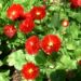Zurück zum kompletten Bilderset Massliebchen Blüte rot Bellis medicis