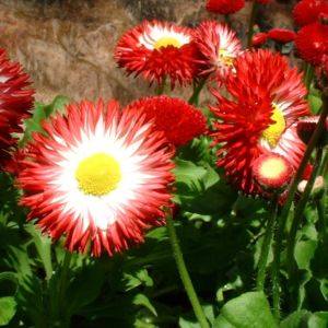 Massliebchen Bellis medicis 03