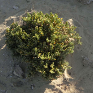 Meerestraube Uva del Mar Blatt gruen gelb Zygophyllum fontanesii 02