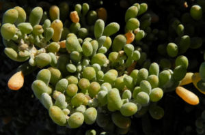Meerestraube Uva del Mar Blatt gruen gelb Zygophyllum fontanesii 04