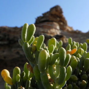 Meerestraube Uva del Mar Blatt gruen gelb Zygophyllum fontanesii 05