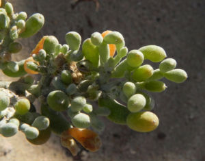 Meerestraube Uva del Mar Blatt gruen gelb Zygophyllum fontanesii 06
