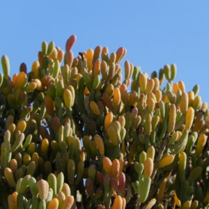 Meerestraube Uva del Mar Blatt gruen gelb Zygophyllum fontanesii 08