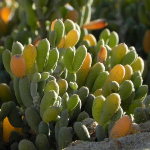 Meerestraube Uva del Mar Blatt gruen gelb Zygophyllum fontanesii 09
