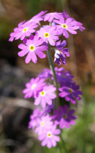Mehl Primel Bluete rosa Primula farinosa 01