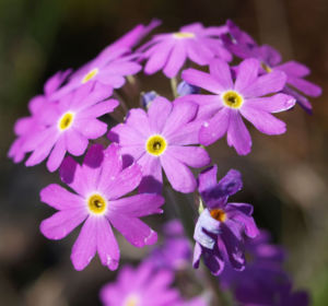 Mehl Primel Bluete rosa Primula farinosa 02