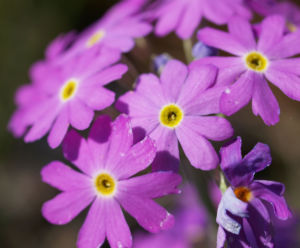 Mehl Primel Bluete rosa Primula farinosa 03