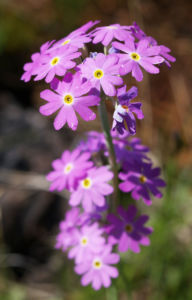 Mehl Primel Bluete rosa Primula farinosa 04