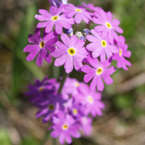 Mehl Primel Bluete rosa Primula farinosa 06