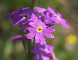 Mehl Primel Bluete rosa Primula farinosa 07