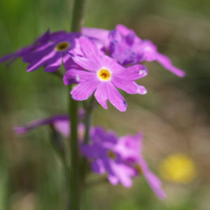Mehl Primel Bluete rosa Primula farinosa 08