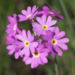 Zurück zum kompletten Bilderset Mehlprimel Blüte rosa Primula farinosa