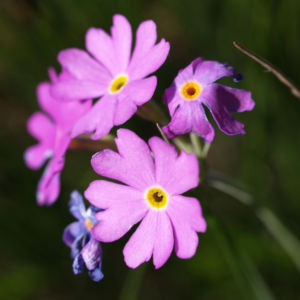 Mehl Primel Bluete rosa Primula farinosa 10