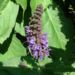 Zurück zum kompletten Bilderset Mehl Salbei Blüte lila Salvia farinacea