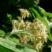Zurück zum kompletten Bilderset Echte Mehlbeere Blüte weiß Sorbus aria