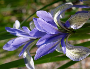 Milchweisse Schwertlilie Bluete Iris lactea 01