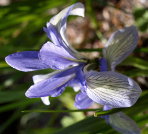Milchweisse Schwertlilie Bluete Iris lactea 02