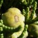Zurück zum kompletten Bilderset Mittelmeer-Zypresse Cupressus sempervirens