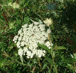 Moehre wild Daucus carota 01