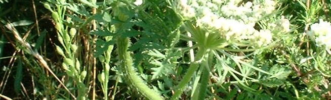 Anklicken um das ganze Bild zu sehen  Möhre wild - Daucus carota