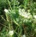 Zurück zum kompletten Bilderset Möhre wild - Daucus carota