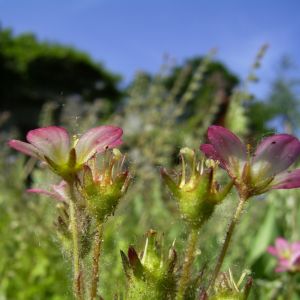 Moos Steinbrech Bluete Saxifraga Arendsii Hybriden 01