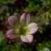 Zurück zum kompletten Bilderset Moos-Steinbrech Blüte rosa rot Saxifraga arendsii hybriden