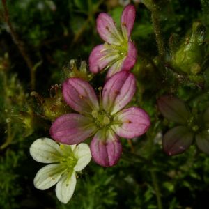 Moos Steinbrech Bluete Saxifraga Arendsii Hybriden 03
