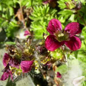 Moos Steinbrech Bluete Saxifraga Arendsii Hybriden 04