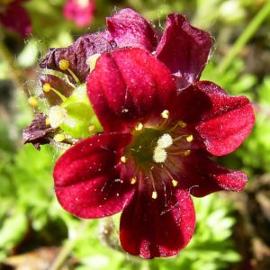Moos Steinbrech Bluete Saxifraga Arendsii Hybriden 05