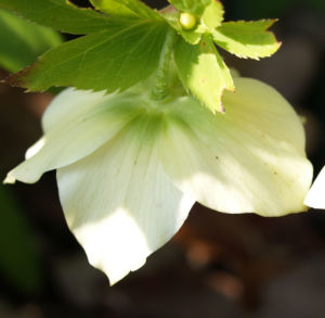 Morgenlaendische Nieswurz Bluete weisslich Helleborus orientalis 02