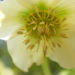 Zurück zum kompletten Bilderset Morgenländische Nieswurz Blüte weißlich Helleborus orientalis
